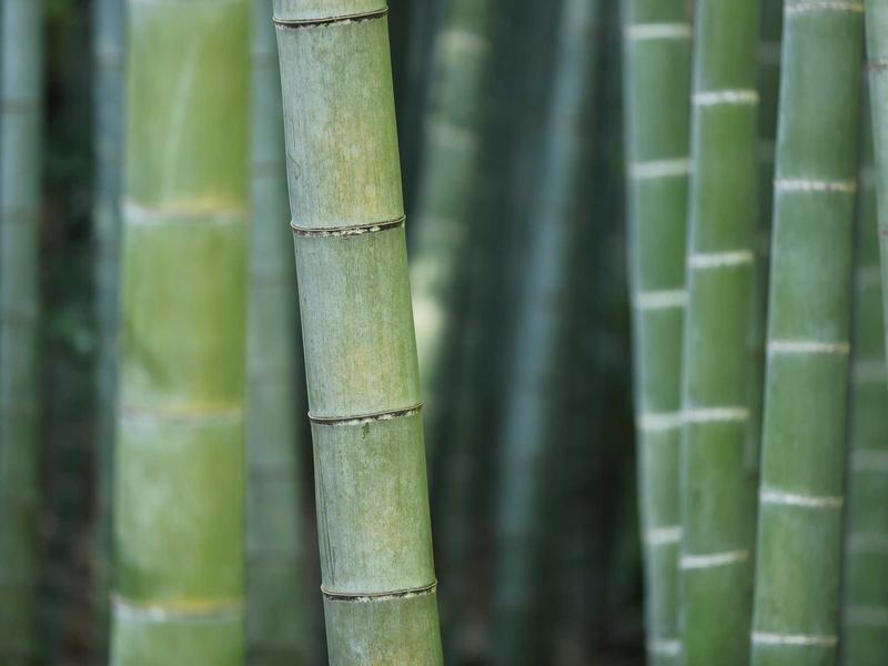 Tomás Reyes La Romana